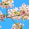 真冬の桜