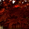 寺の紅葉