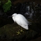 井の頭公園のしらさぎ１
