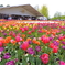 FLORIADE IN CANBERRA