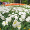 FROLIADE IN CANBERRA