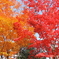 紅葉