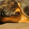 ウチの犬