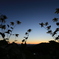 夕日