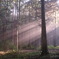 SPOT LIGHT