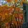 紅葉三昧