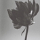 dahlia (film) #1