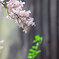 jasmin