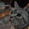 親戚の猫３