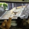 BS世界ネコ歩きを真剣に見る猫ｗｗｗ