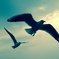 take flight