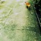 おさんぽ中