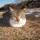 広瀬川河原の猫