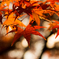 Momiji_1