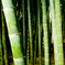 報国寺　竹林