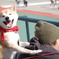 肩もみ！？犬
