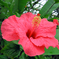 ハイビスカス