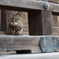 お寺の猫