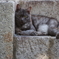 石段の猫