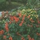 色とりどりのお花