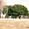 大師公園の大きな樹1