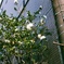 ピントが電柱に・・・