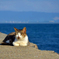 海辺猫