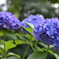 紫陽花