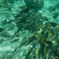 魚群