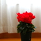 居間のお花