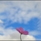 キリンは花に好きになってる。
