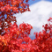 紅葉する富士の山