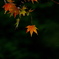 紅葉燃ゆ