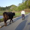 牛を放牧地へ連れて行く父と私