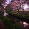 chrry blossoms #008