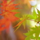 momiji