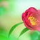 山茶花日和