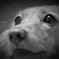 愛犬『きょろ』