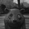 pierrot　bear