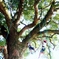木登り体験