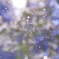風花
