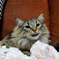 なめねこ