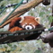 旭山動物園