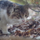 野良猫