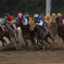 2013 東京２歳優駿牝馬