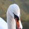 白鳥