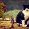 ノラ猫さん