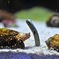 チンアナゴの脇を通り掛かるマガキ貝