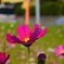 秋桜
