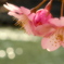 河津桜